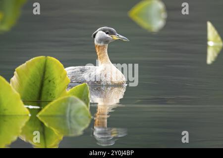 Un joli grebe à col rouge nage parmi les nappes de nénuphars sur le lac Fernan à coeur d'Alene, Idaho Banque D'Images