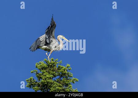 Un grand héron bleu battant ses ailes se dresse perché sur un pin contre un ciel bleu Banque D'Images