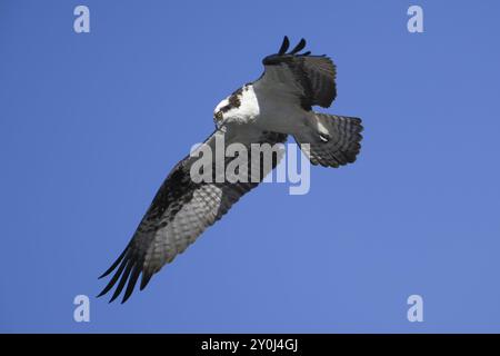 Un balbuzard s'envole dans le ciel à la recherche d'un poisson à attraper dans le lac Fernan dans le nord de l'Idaho Banque D'Images