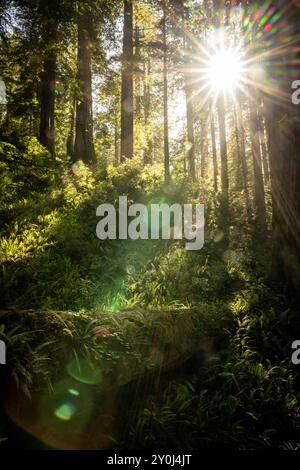 Sun Burst brise sur le séquoia déchu dans Dark Forest en Californie Banque D'Images