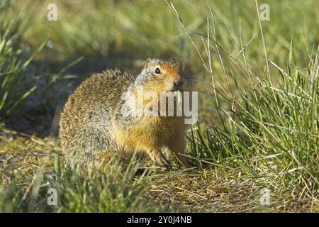 Un écureuil colombien mignon est à l'extérieur de son terrier mangeant un brin d'herbe au Turnbull Wildlife refuge près de Cheney, Washington Banque D'Images