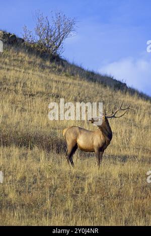 Un élan taureau regarde dans l'autre sens sur le flanc d'une colline dans l'ouest du Montana Banque D'Images