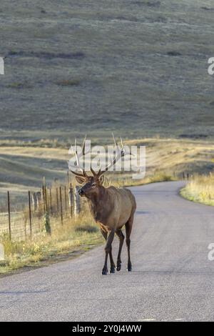 Un élan taureau marche le long de la route à la chaîne National Elk and Bison dans le Montana Banque D'Images