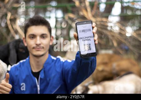 Vétérinaire montrant l'écran d'un téléphone portable avec la vaccination d'un animal dans une ferme caprine. Mise au point sélective de l'écran Banque D'Images