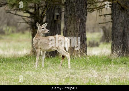 Un cerf à queue blanche se tient dans l'herbe regardant la caméra au nord de Hayden, Idaho Banque D'Images