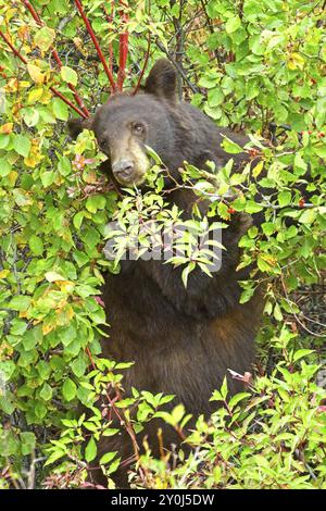 Une femelle ours noir est dans les arbustes à baies mangeant des baies dans l'ouest du Montana Banque D'Images