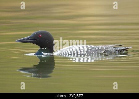 Un gros plan latéral d'un plongeon commun projetant un reflet pendant la baignade dans le lac Fernan à coeur d'Alene, Idaho Banque D'Images