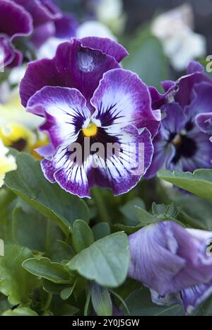 Une image en gros plan de pansies aux couleurs vives dans le jardin Banque D'Images