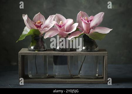 Une photo studio d'orchidées roses dans de petites bouteilles en verre Banque D'Images