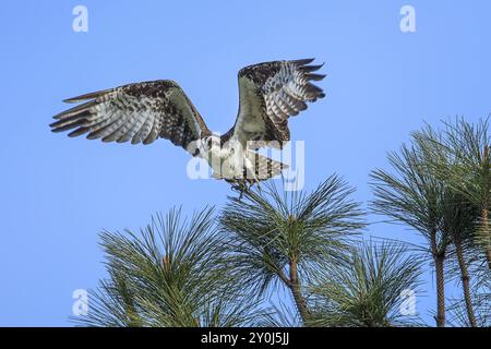 Un balbuzard (pandion haliaetus) s'envole d'une branche près du lac Fernan dans le nord de l'Idaho Banque D'Images