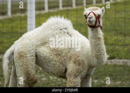 Un rare bébé de chameau albinos debout dans un petit champ de ferme près de Monroe, Indiana Banque D'Images