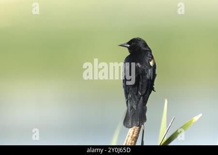 Un oiseau noir à ailettes rouges est perché sur une queue dans une zone marécageuse près du lac Libtery, dans l'État de Washington Banque D'Images