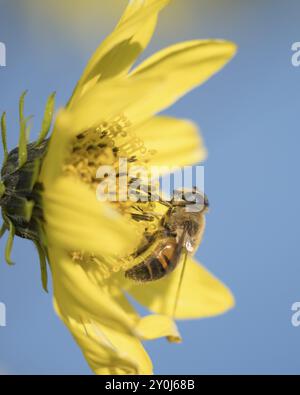 Une belle macro latérale d'une abeille collectant du pollen d'une fleur jaune vif dans le nord de l'Idaho Banque D'Images