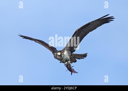 Un beau balbuzard vole dans le ciel bleu vif avec un poisson dans ses griffes dans le nord de l'Idaho Banque D'Images