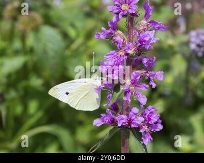 Papillon de chou (Pieris brassicae) sucant le nectar de la fleur de la loosestrife pourpre (Lythrum salicaria), Rhénanie du Nord-Westphalie, Allemagne, Europe Banque D'Images