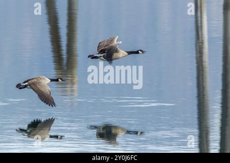 Deux oies canadiennes volent au-dessus de l'eau de la rivière Pend oreille à Usk, Washington Banque D'Images