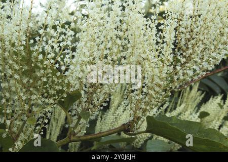 Fleurs mâles de Reynoutria japonica (Reynoutria japonica), Allgaeu, Bavière, Allemagne, Allgaeu, Bavière, Allemagne, Europe Banque D'Images