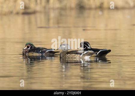 Deux canards mâles et un canard femelle nagent dans un étang à Spokane, Washington Banque D'Images