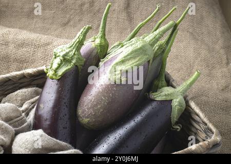 Une photo rapprochée de natures mortes de divers types d'aubergines fraîchement récoltées assis dans un panier en osier Banque D'Images