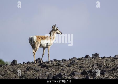 Un cerf à pronghorn dans les prairies rocheuses du nord-est du Wyoming Banque D'Images