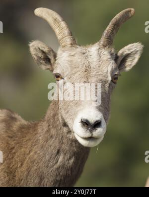 Portrait rapproché d'un mouton de chèvre dans le champ près de Thompson Falls, Montana Banque D'Images