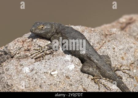 Un petit lézard prend le soleil sur un rocher dans la chaude journée près de Buhle, Idaho Banque D'Images