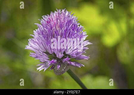 Une photo rapprochée de la fleur d'un oignon dans le jardin Banque D'Images