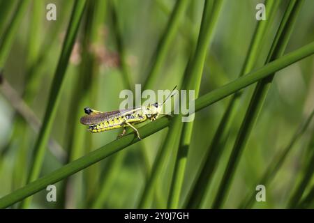 Grande sauterelle de marais (Stethophyma grossum), assise sur une tige de ruée, Rhénanie du Nord-Westphalie, Allemagne, Europe Banque D'Images