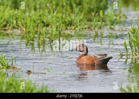 Un mâle cannelle sarcelle nage dans les eaux marécageuses près de Hauser Lake, Idaho Banque D'Images