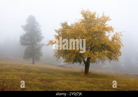 Un arbre avec des feuilles jaunes en automne se distingue par un matin brumeux au sud de Spokane, Washington Banque D'Images