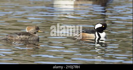 Un beau couple de mergers à capuche nage dans l'eau calme d'un étang près de Hauser, Idaho Banque D'Images