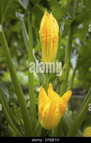 Un gros plan de fleurs jaunes d'une plante de courgettes dans l'Idaho Banque D'Images