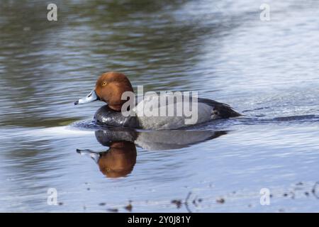 Un canard roux nage dans un étang près de Hauser Lake, Idaho Banque D'Images