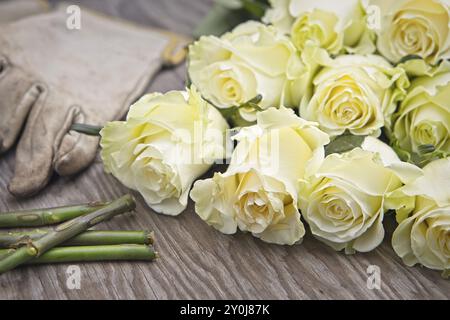 Une photo de roses fraîchement coupées sur un dessus de table en bois à côté de gants et de tiges coupées Banque D'Images