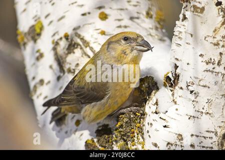 Un joli petit bec-croisé rouge femelle perché dans un arbre blanc aboyé près de Cheney, Washington Banque D'Images