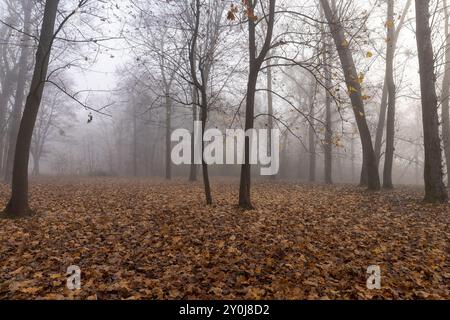 Arbres dans le parc à la fin de l'automne par temps sombre nuageux, arbres sans feuillage à la fin de l'automne et au début de l'hiver Banque D'Images