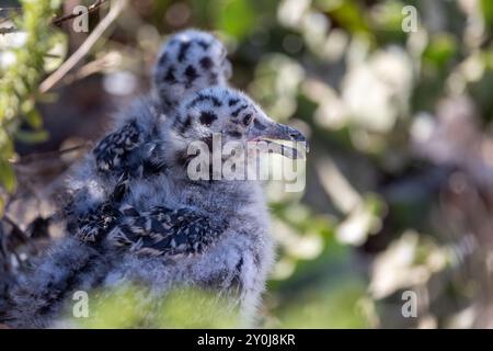 Mouettes nouveau-nées le long de la côte à la Jolla Banque D'Images