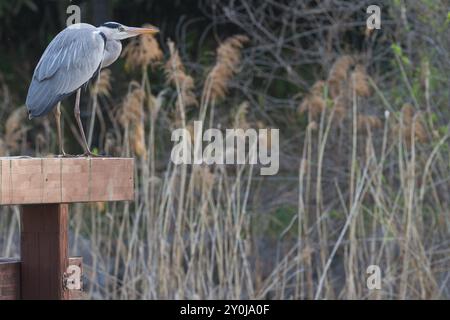 Héron gris (Ardea cinerea) perché sur une barrière de bois au-dessus d'un étang dans un parc de Kanagawa, Japon Banque D'Images