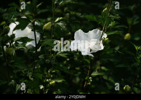 Une fleur sur une rose en mousseline blanche de Sharon Hibiscus Banque D'Images