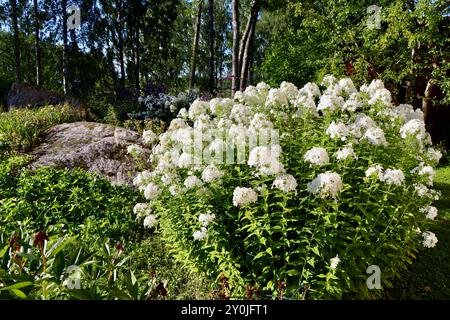 Phlox blanc dans un jardin privé dans le sud de la Finlande en août 2024 Banque D'Images