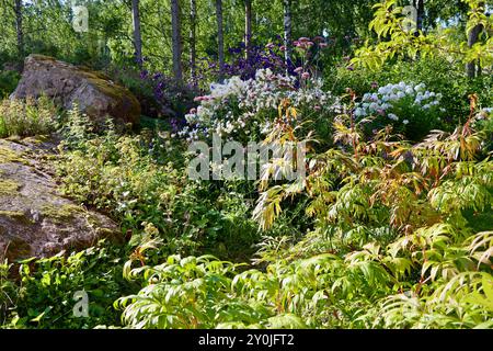 Phlox blanc dans un jardin privé sauvage dans le sud de la Finlande en août 2024 Banque D'Images