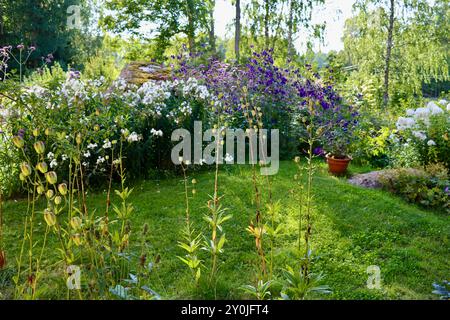 Un jardin privé de cottage finlandais dans le sud de la Finlande, août 2024 Banque D'Images