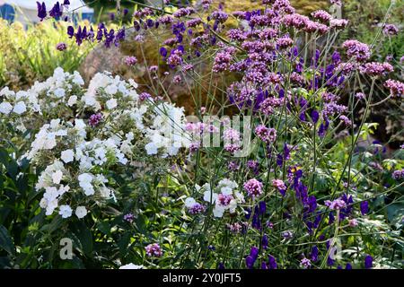 Phlox blanc dans un jardin privé dans le sud de la Finlande en août 2024 Banque D'Images