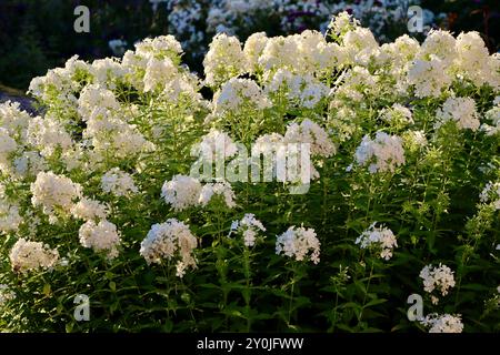 Phlox blanc dans un jardin privé dans le sud de la Finlande en août 2024 Banque D'Images