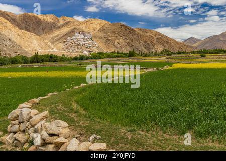 Un ancien monastère tibétain dans un village de Leh, Ladakh avec des champs de moutarde jaune au premier plan. Cliqué le 8 juillet 2024. Banque D'Images