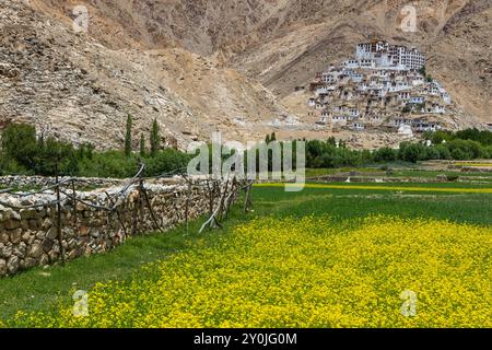 Un ancien monastère tibétain dans un village de Leh, Ladakh avec des champs de moutarde jaune au premier plan. Cliqué le 8 juillet 2024. Banque D'Images