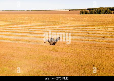 Vue aérienne sur la moissonneuse-batteuse travaille sur le grand champ de blé. La fenaison et de la récolte au début de l'automne sur le terrain. Tracteur tond l'herbe sèche. Preparatio Banque D'Images