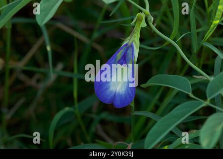 Fleur de Clitoria ternatea poussant dans la nature. Pigeonwings asiatiques. Bluebellvine. Pois bleu. Pois papillon. Banque D'Images