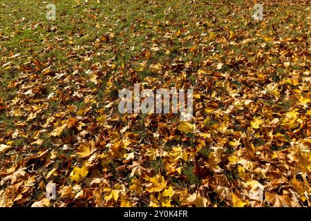 Feuillage d'érable orange après le vent et la chute des feuilles , différentes nuances de feuillage d'érable jaune et orange sur le sol par temps nuageux Banque D'Images