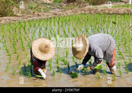 Repiquage de la culture Paddy dans le nord de la Thaïlande. Banque D'Images